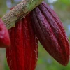 El precio del cacao supera los $ 8.100