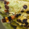 Investigadores descubrieron hongo contra plaga de 'chinches del cacao' en la Amazonía de Perú