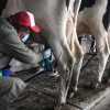 El desempeño estuvo impulsado por el comercio mayorista y mejoras en la calidad de la leche, según datos del gremio
                                                width=