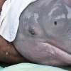 Delfines contaminados con mercurio; otra muestra de que la Amazonía se desangra
