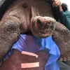 Operan a tortuga gigante de Galápagos de 104 años de edad