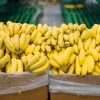 El volumen de las exportaciones de banano de Ecuador creció el 1,77 % en primer trimestre