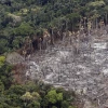 La deforestación de la Amazonía, una epidemia ambiental en silencioso auge
