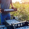 Perú: Exportadora de arándanos obtuvo $ 400 millones para renovar plantaciones
