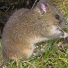 Nueva especie de ratón andino en el Parque Nacional Sangay fue descrita