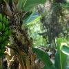 Escasez de plátano verde golpea los mercados ecuatorianos