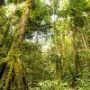 ¿Sigue en duda la existencia de grupos ilegales a la sombra de la selva del Putumayo?