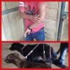  ‘El gringo’ usaba dos canes de raza Pitbull para asaltar y robar a sus víctimas
