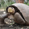 Expedición científica buscará parientes de Fernanda, la tortuga de Galápagos que se creía extinta