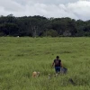 En 2024 se deforestaron 8,1 millones de hectáreas de bosque en el mundo
