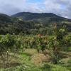 Cacao: Ecuador deberá acatar nuevas exigencias de Europa