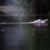 Delfín Rosado del Amazonas entra en la lista roja de la UICN; se encuentra en peligro de extinción 