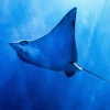 Las mantarrayas son investigadas en Galápagos