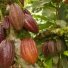 Mujeres del Cuyabeno se dedican a producir y comercializar cacao