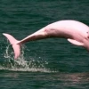 Colombia: Delfines rosados en riesgo por contaminación con mercurio