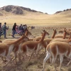 Perú aprobó ley para usar inteligencia artificial en la protección de vicuñas