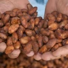 El precio del cacao está en $ 8.870 por tonelada