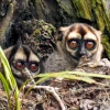 El mono de enormes ojos deambula en la noche
