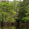 Perú renovó alianza internacional para reducir la deforestación de la Amazonía
