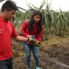 Palora, la tierra de la pitahaya que va a Estados Unidos