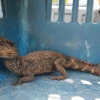 Investigación revela tráfico ilegal masivo de fauna silvestre en la Amazonía