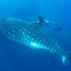 Ecuador impulsa investigación regional sobre migración del tiburón ballena