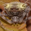 Nueva especie de araña amazónica sorprende por imitar a hongos que matan arácnidos