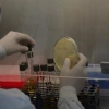 Bacterias nativas comen el petróleo y remedian suelos contaminados en Ecuador