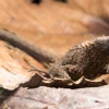 Una nueva especie de lagarto espinoso neotropical fue descrita en Imbabura y Carchi