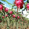 Perú impulsa con luces LED la producción anual de pitahaya