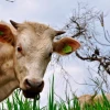 Zamora Chinchipe emprendió campaña para erradicar la rabia bovina 