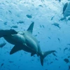 Por primera vez se registra la migración de un tiburón martillo desde Galápagos hasta Costa Rica