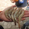 Camarón afectado por bajos precios