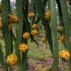 El cultivo de pitahaya impulsa la economía de los Shuar en Morona Santiago 