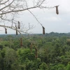 Orellana perdió 61.300 hectáreas de bosque entre 2002 y 2023 