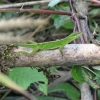 Reptiles del Oriente Ecuatoriano