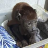 Perú: Red de tráfico ilegal de especies silvestres fue desarticulada