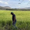 El aumento del precio del diésel y la gasolina en Ecuador, impulsado por el conflicto en Medio Oriente, impacta directamente en los costos del sector agrícola.