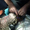 Un jaguar fue operado para retirarle un perdigón que afectó sus extremidades