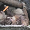 Liberan a oso perezoso en el bosque protector de Napo