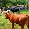 100 productores de Morona Santiago emprenden ganadería regenerativa 