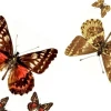 Científicos identificaron nuevo género de mariposa de los Andes