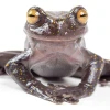 Ecuador suma una nueva especie de rana
