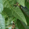 Una nueva especie de árbol fue descubierta en la Amazonía ecuatoriana 