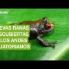 6 nuevas especies de ranas han sido descubiertas en los Andes de Ecuador