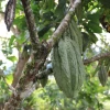 Nuevo clon de cacao promete mayor productividad en Ecuador