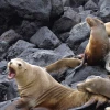 Científicos intentan descifrar el catálogo genético de Galápagos