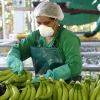 Ministros latinoamericanos se reúnen en foro virtual de Ecuador sobre banano