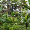 Sistemas agrarios de Ecuador, México y Brasil reciben reconocimiento de la FAO