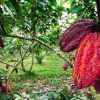 Exportaciones de cacao en Ecuador caen a su nivel más bajo en casi dos años